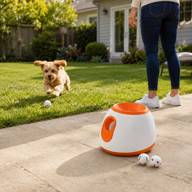 Dog Play & Enrichment