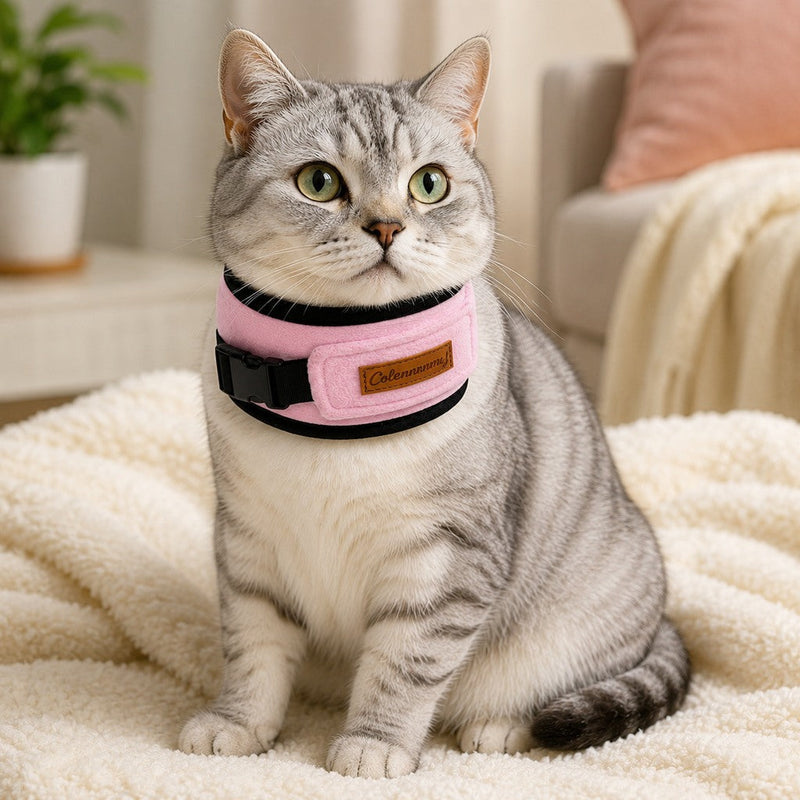 Cat Recovery & Mobility