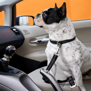 Komavic Shock Absorbing Bungee Dog Seat Belt