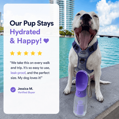 3-in-1 Portable Dog Water Bottle