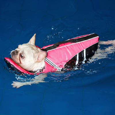 Dog Life Jacket | Adjustable Swim Vest with Bright Colors for Safety in Water