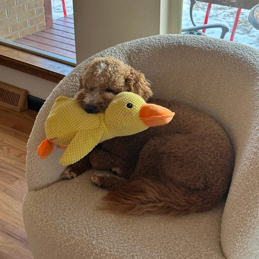 Komavic Quacking Duck Plush Dog Toy