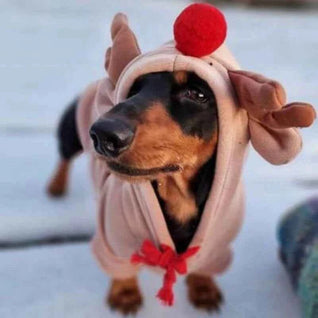 Komavic Reindeer Dachshund Xmas Hoodie | Fleece-Lined Dog Christmas Hoodie