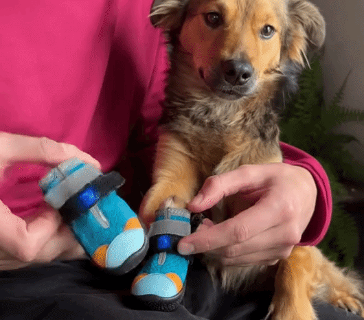 Komavic LED Dog Boots