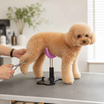 Paws in Awe Adjustable Dog Grooming Support Stand for Small Dogs – Helps Reduce Sitting During Trimming, Brushing & Drying