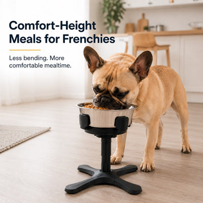 Large Dog Adjustable Elevated Tilted Dog Bowl