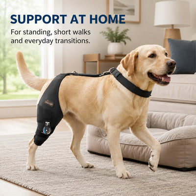 Adjustable Hinged Dog Knee Brace