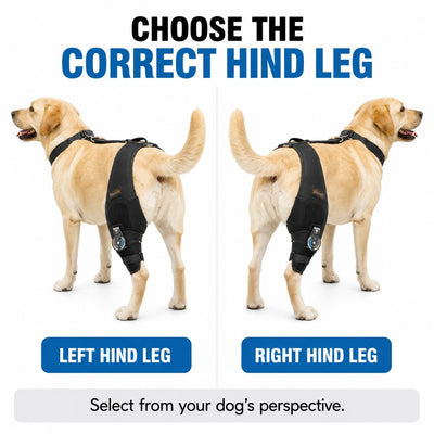 Adjustable Hinged Dog Knee Brace