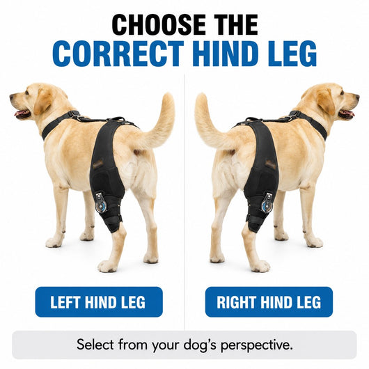 Adjustable Hinged Dog Knee Brace