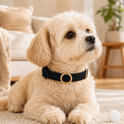 AirTag Compatible Pet Collar Holder