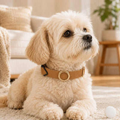 AirTag Compatible Pet Collar Holder