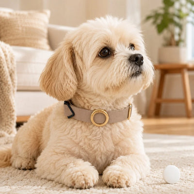 AirTag Compatible Pet Collar Holder