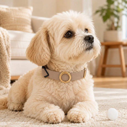 AirTag Compatible Pet Collar Holder
