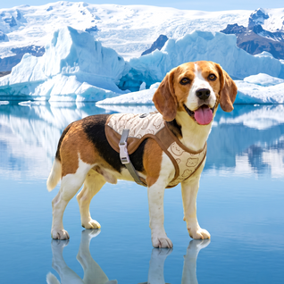 Komavic Water-Activated Dog Cooling Vest
