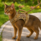 Tactical Cat Harness with Leash & Adjustable Escape-Resistant Vest