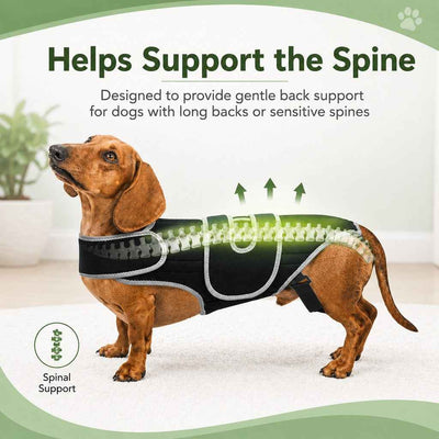 Paws in Awe Dog Back Support Vest for Daily Walks & Home Recovery - Adjustable Support for Long-Backed and Senior Dogs