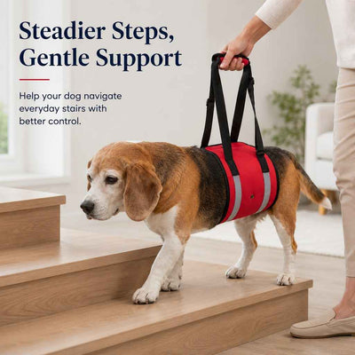 Paws in Awe Reflective Dog Lift Support Sling - Belly Assist for Dogs with Limited Mobility on Stairs, Walks & Car Entry