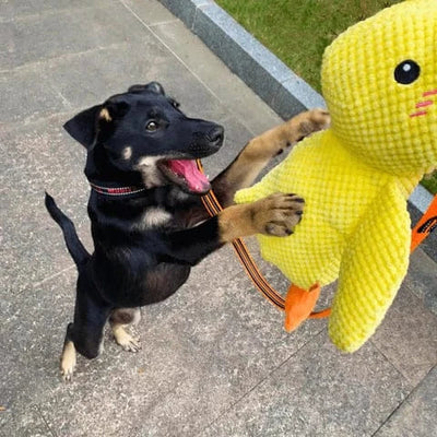 Komavic Quacking Duck Plush Dog Toy