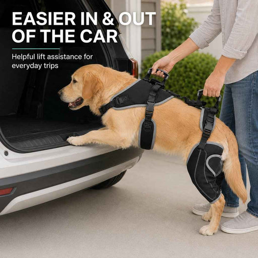 Paws in Awe Full-Body Dog Lift Harness with Dual Rear-Leg Support - Easier Standing, Stairs & Car Entry
