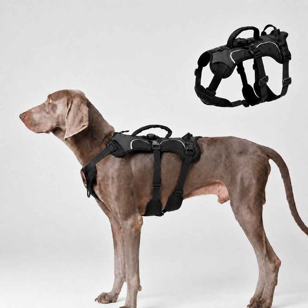 Paws in Awe AirTag-Compatible Escape-Resistant Dog Harness for Outdoor Walks - Secure Control for Dogs That Pull