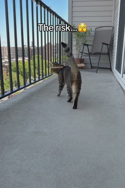 Video 1