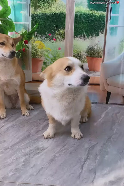 Video 3