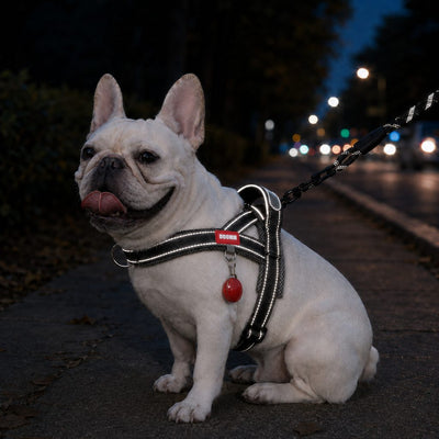 Komavic No-Choke French Bulldog Harness & Leash Set