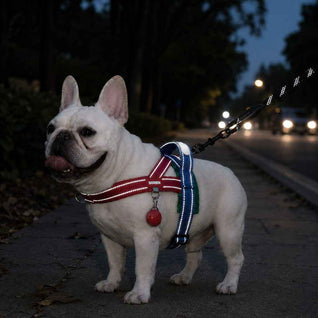 Komavic No-Choke French Bulldog Harness & Leash Set