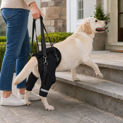Komavic Help Your Senior Dog Climb Stairs, Get in the Car & Walk with Rear-Leg Support