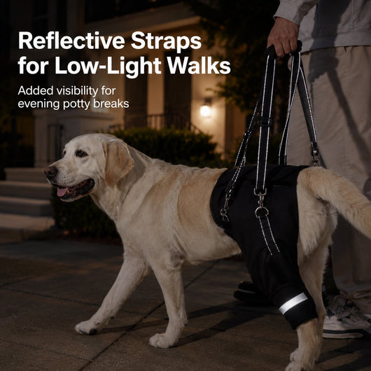 Komavic Help Your Senior Dog Climb Stairs, Get in the Car & Walk with Rear-Leg Support